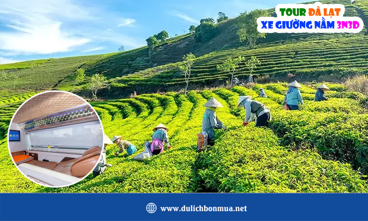 Tour Đà Lạt xe giường nằm 3 ngày 3 đêm